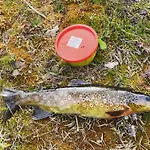 شقة Koselig Med In Out Pa Golsfjellet *