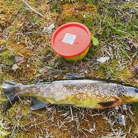 Apartamento Koselig Med In Out Pa Golsfjellet *