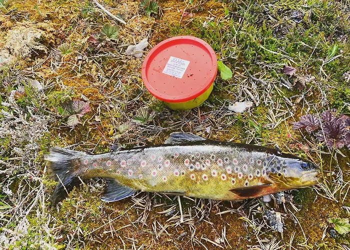 Apartamento Koselig Med In Out Pa Golsfjellet *